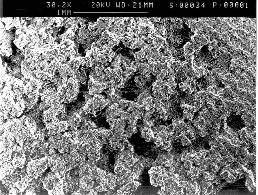general view (SEM)