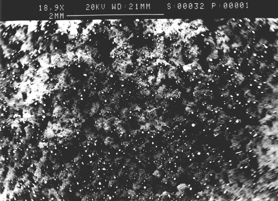 general view (SEM)