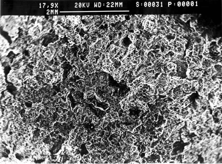general view (SEM)