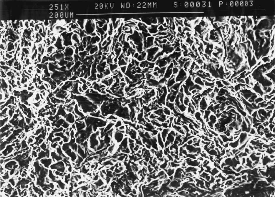 detail (SEM)
